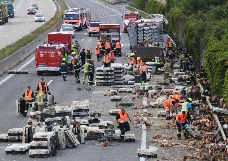 Austria, camion rovesciato in autostrada: migliaia di polli bloccano il traffico