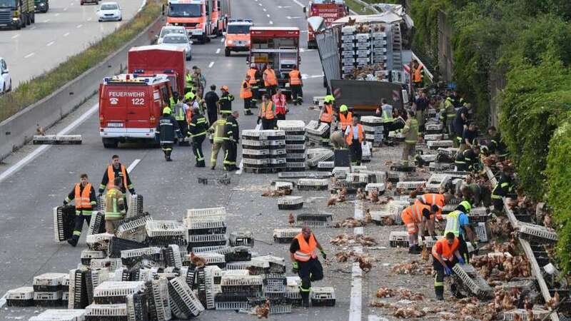 Austria, camion rovesciato in autostrada: migliaia di polli bloccano il traffico