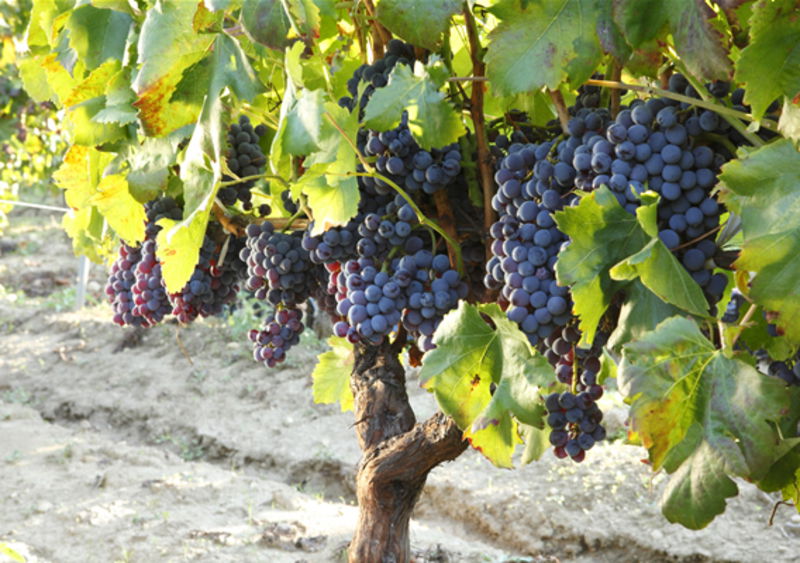 Biocarburanti: fino a 400 litri da una tonnellata di vinacce di Cabernet e Sauvignon