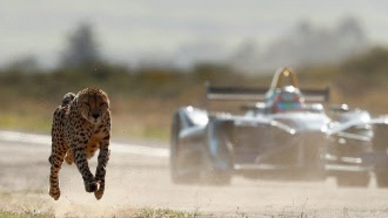 Formula E contro ghepardo: sfida di velocit&agrave; green [Video]