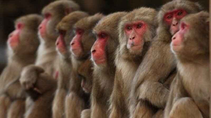 Test gas di scarico su scimmie e cavie umane, sospeso manager di Volkswagen