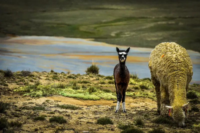 La fauna locale