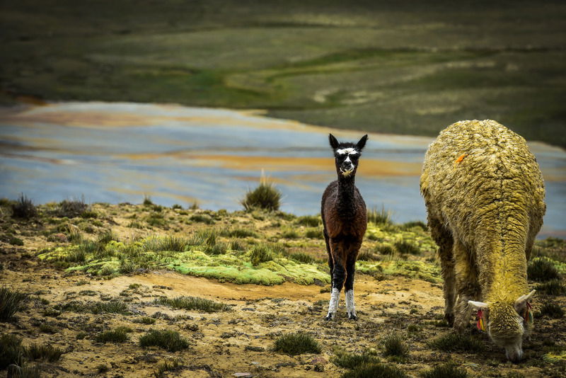 La fauna locale