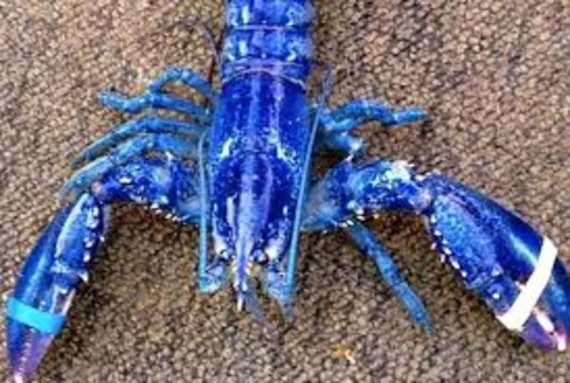 L'astice blu