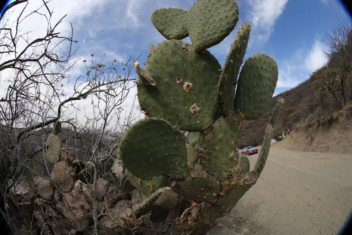 WRC16 Messico. Guanajuato 80 o Ogier 100? (62)