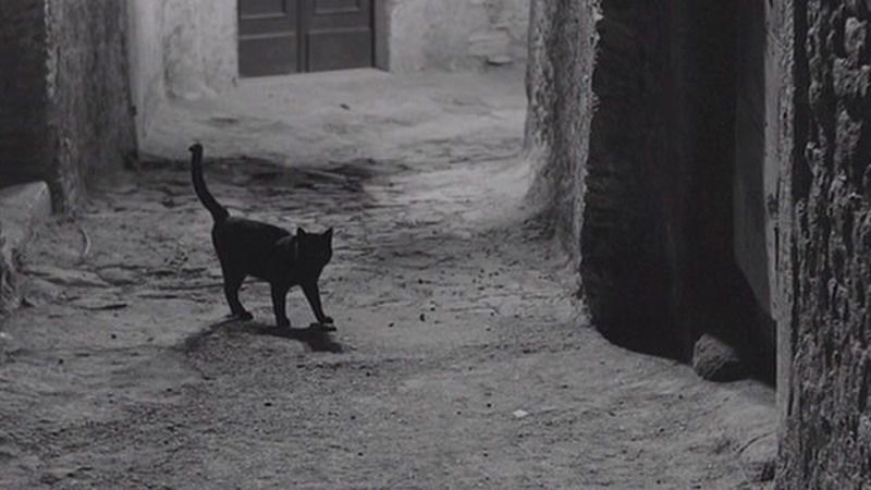 Gatto attraversa strada e auto si ribalta: al volante una suora