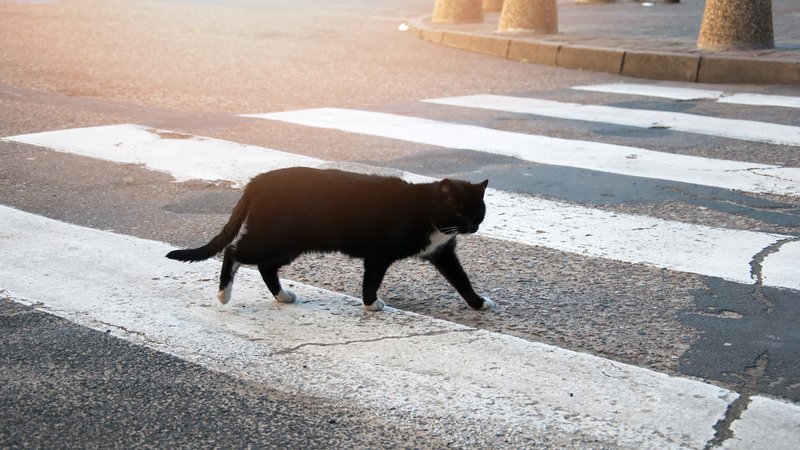 Gatto attraversa strada e auto si ribalta: al volante una suora