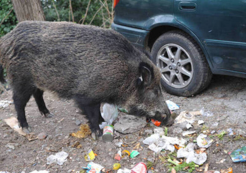 Quando il cinghiale diventa un problema... stradale