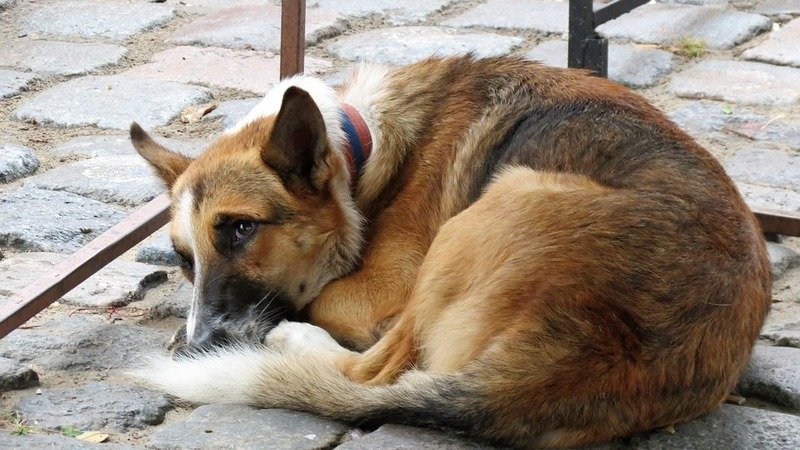 Condanna per maltrattamento e uccisione di animale, a chi aveva abbandonato il cane in strada