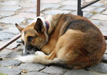 Condanna per maltrattamento e uccisione di animale, a chi aveva abbandonato il cane in strada