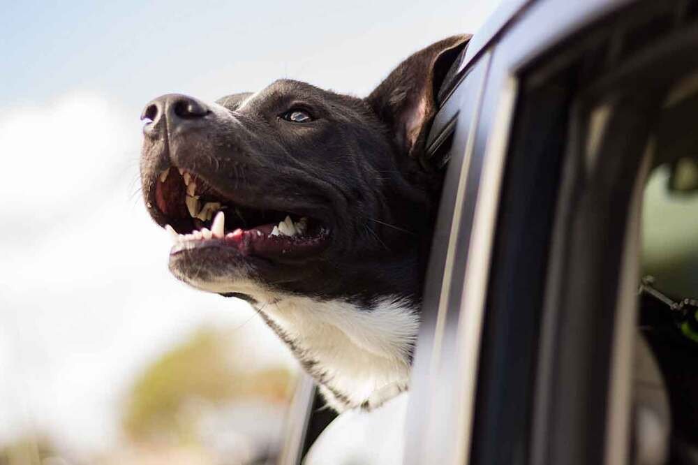Cani in auto, non sempre &egrave; cos&igrave; facile, serve attenzione