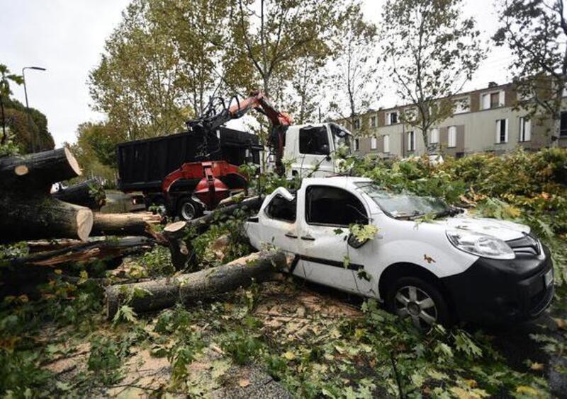 Albero caduto, auto danneggiata: come chiedere il risarcimento