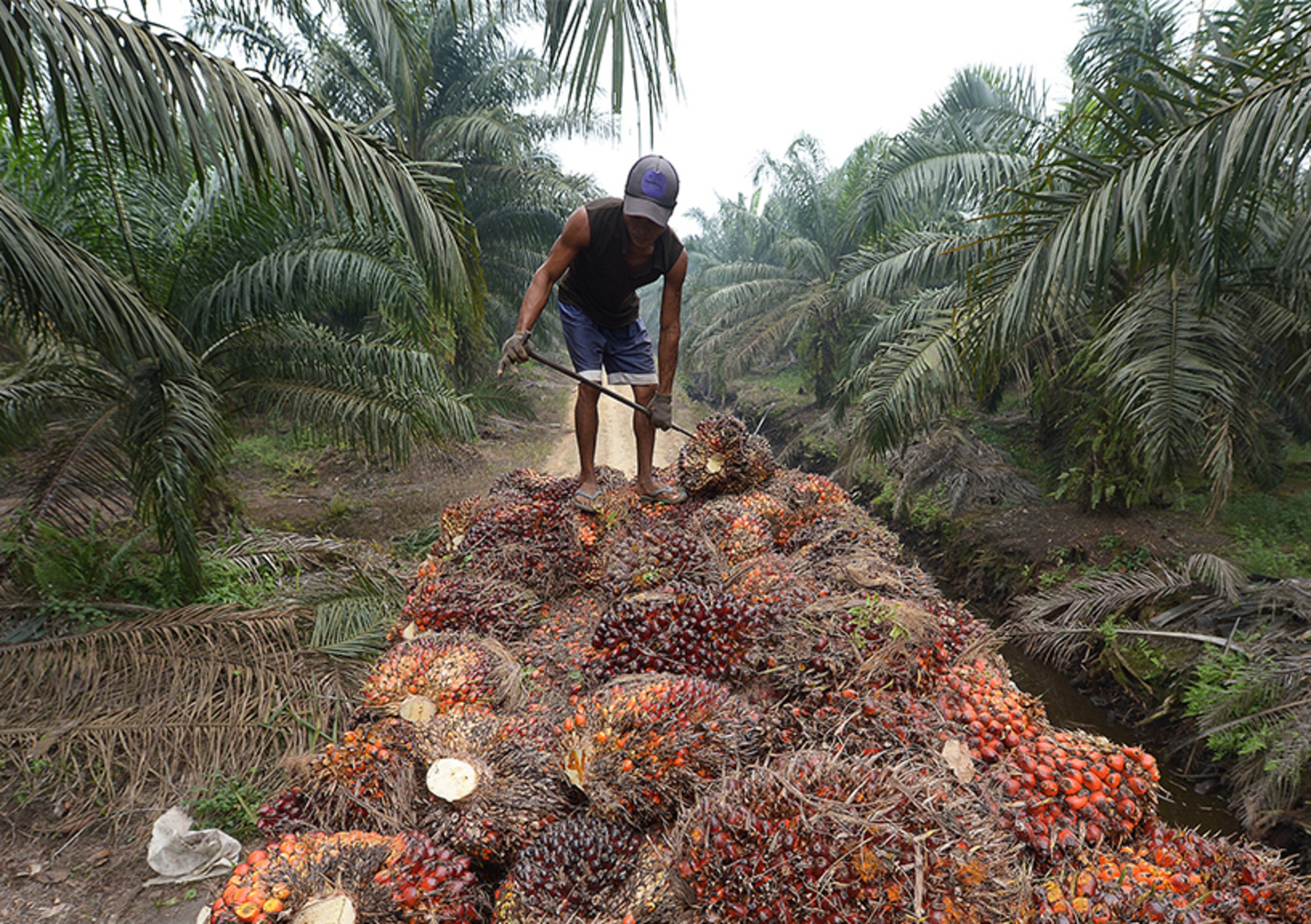 UE: via l&#039;olio di palma dal biodiesel