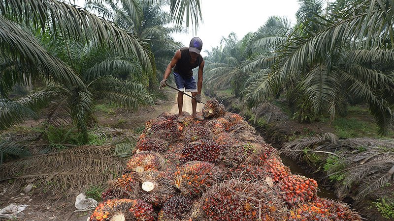 UE: via l&#039;olio di palma dal biodiesel