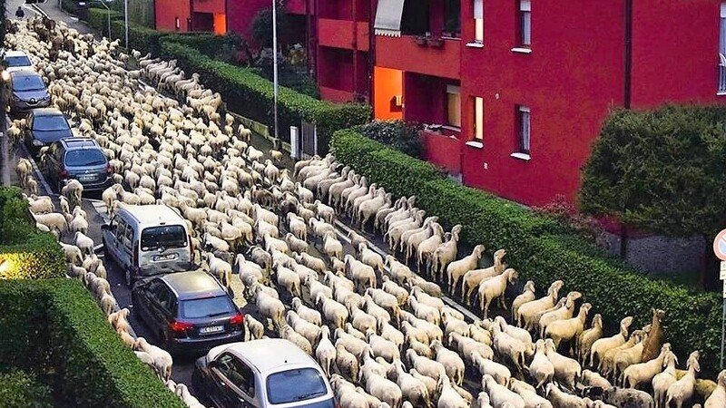 Pecore in strada: a Lecco fanno coda anche per la siepe