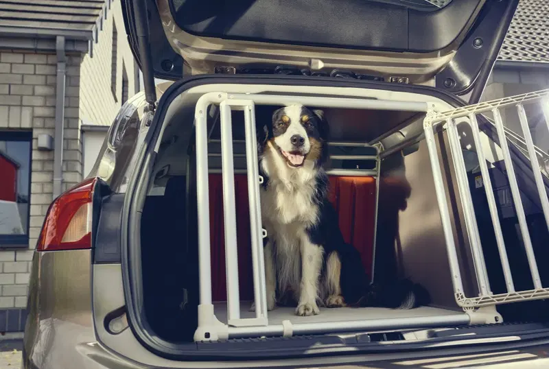 Il bagaglio della Ford Focus Wagon 2019 &egrave; stato progettato per ospitare anche i cani pi&ugrave; grandi