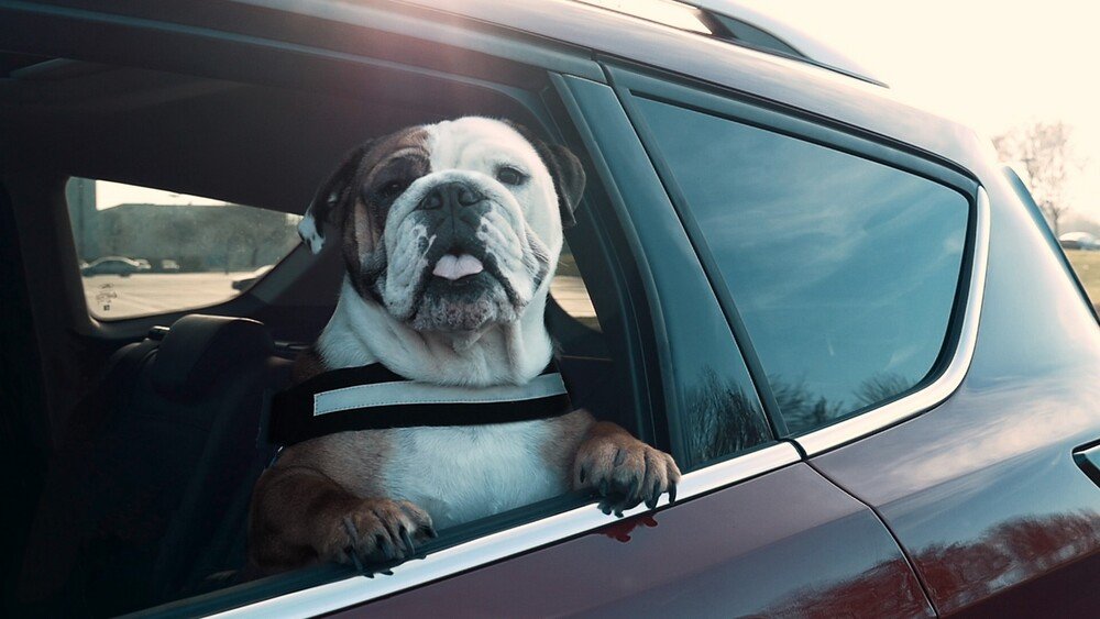 Per sicurezza, &egrave; meglio che i cani non viaggino in auto con la testa fuori dal finestrino