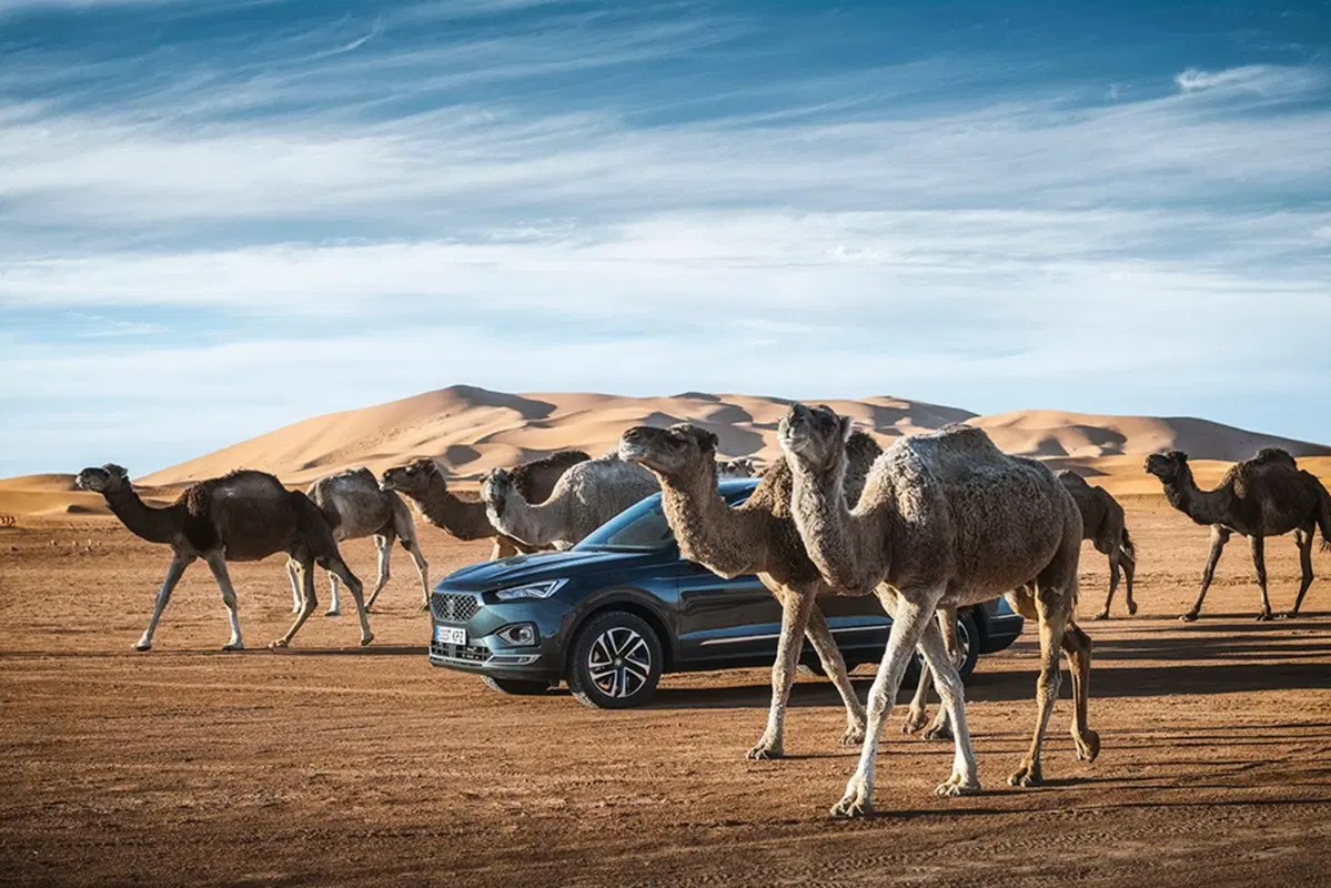 Seat Tarraco Desert Camp: dall'asfalto alle dune [Video] (7)