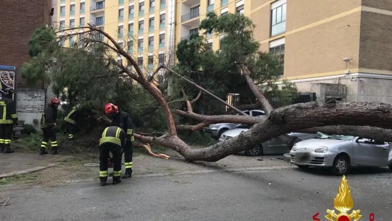 Roma, cade pino secolare. Due feriti gravi