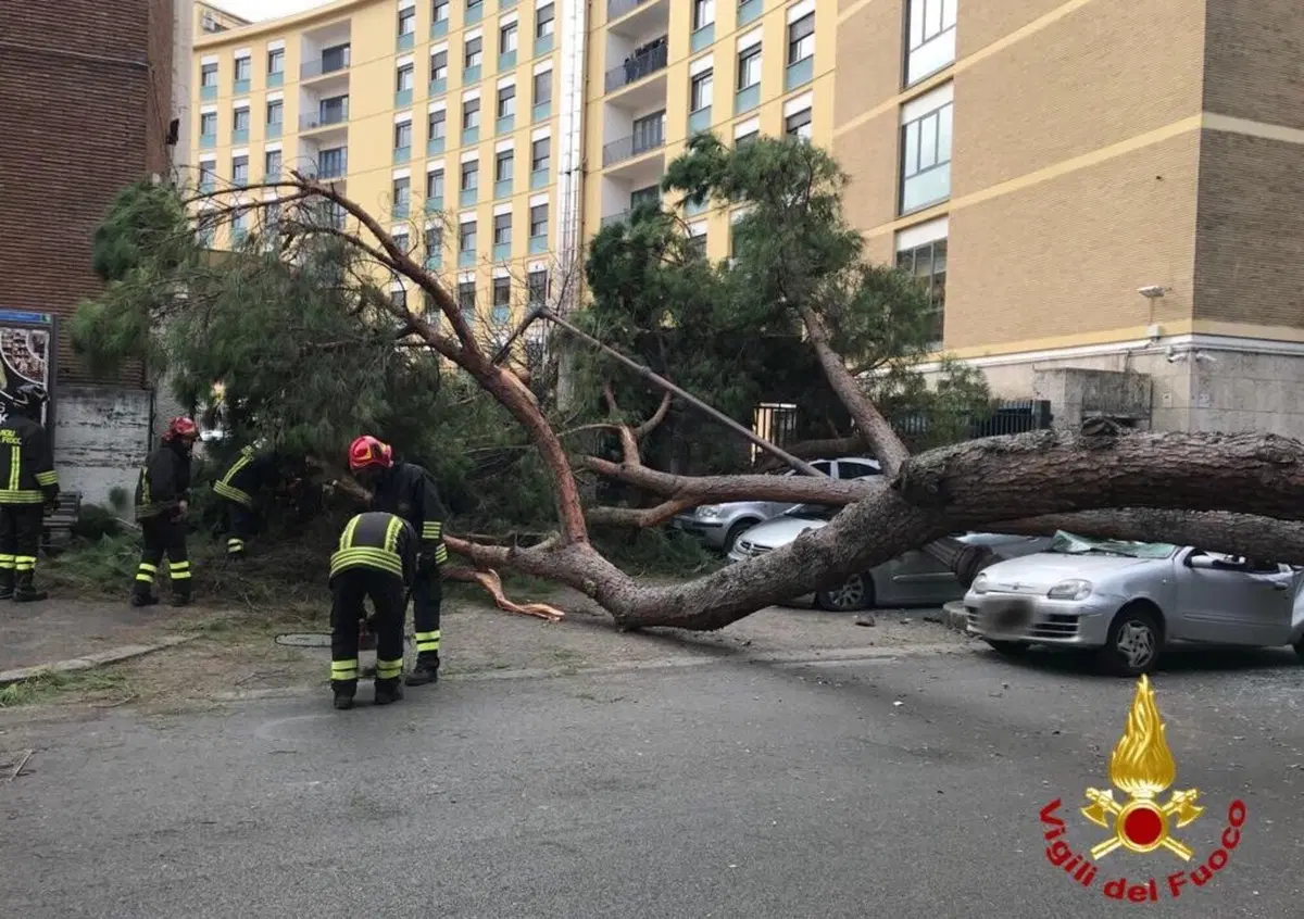 Roma, cade pino secolare. Due feriti gravi