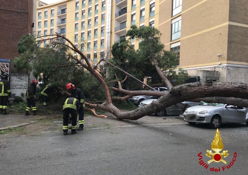 Roma, cade pino secolare. Due feriti gravi