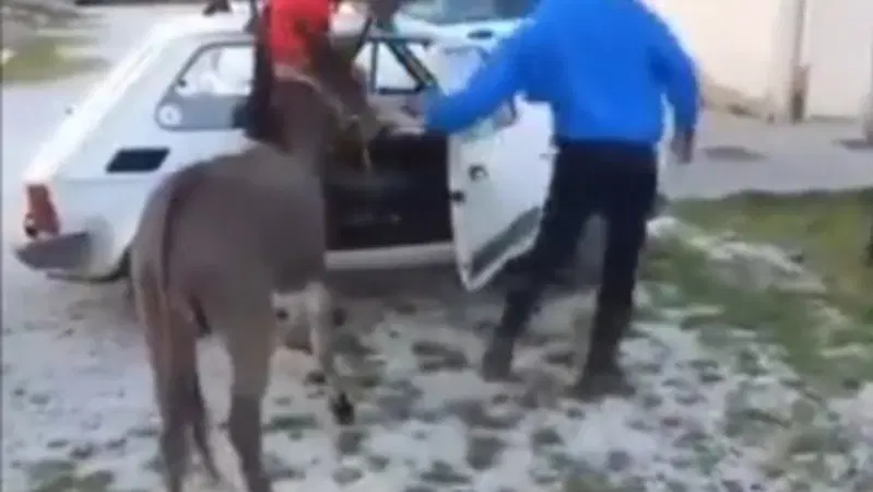 Mette l'asinello nella Fiat 126: scatta la denuncia [Video]