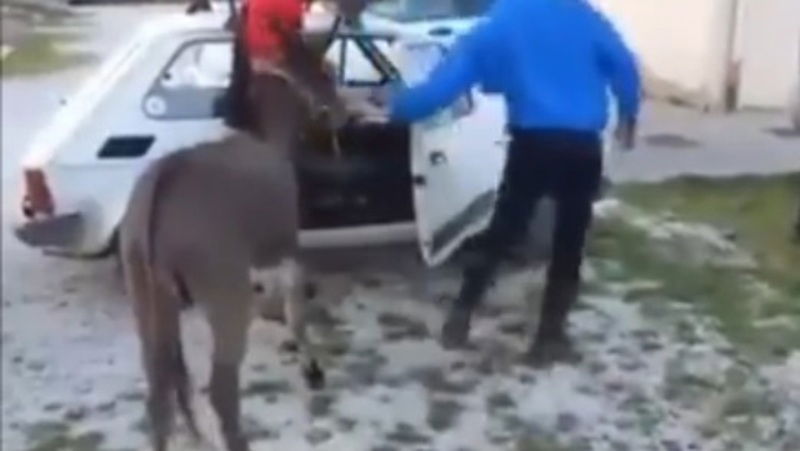 Mette l&#039;asinello nella Fiat 126: scatta la denuncia [Video]