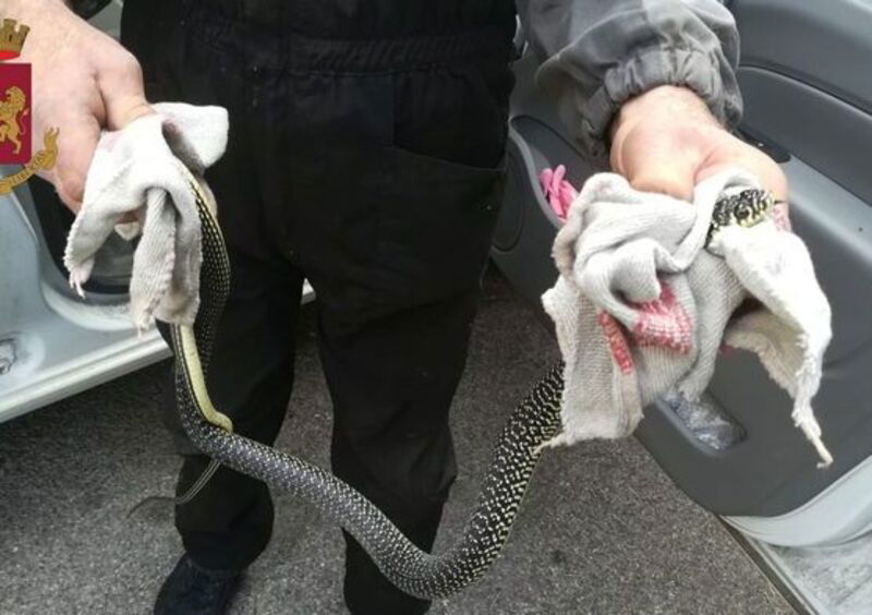 Serpente in auto mentre guidava, 72enne soccorsa dalla Polizia