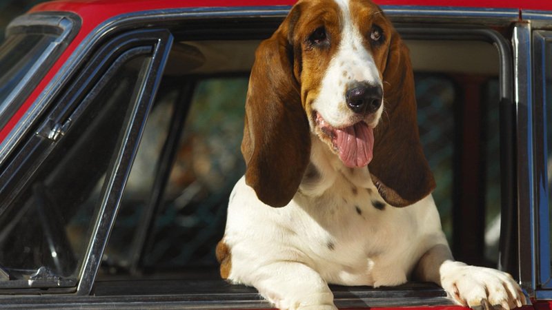 Animali in auto: 10 regole per viaggiare tranquilli