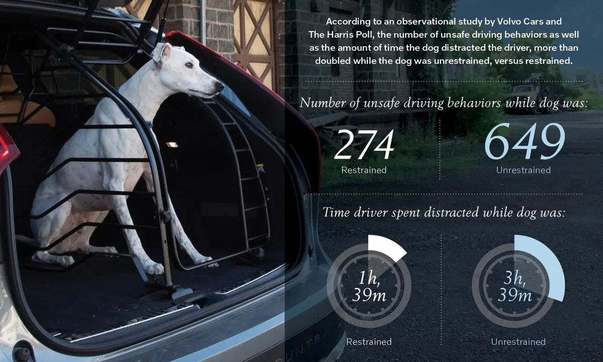 Il cane "libero" in auto aumenta lo stress ed il rischio incidenti