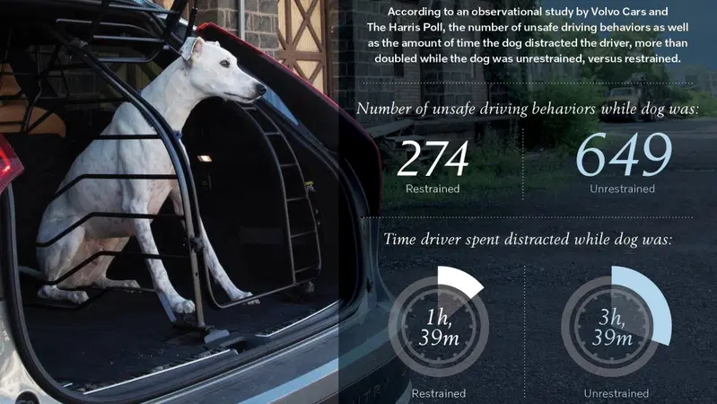 Il cane "libero" in auto aumenta lo stress ed il rischio incidenti