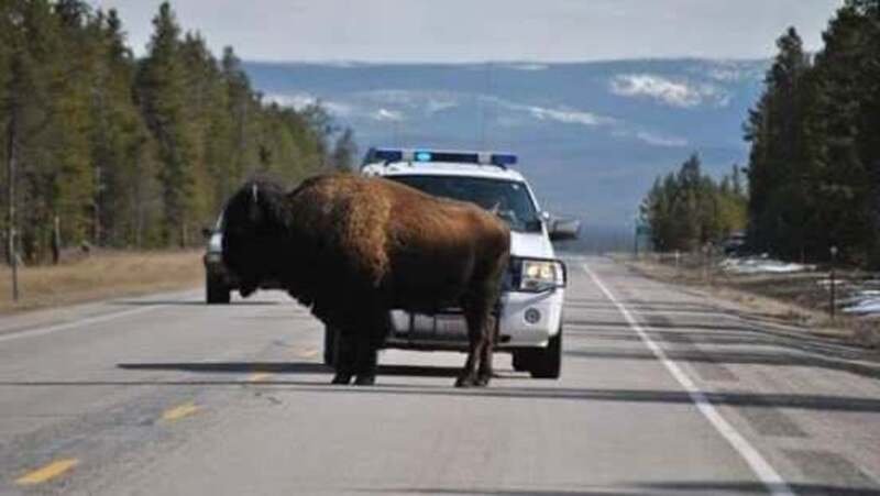 C&rsquo;&egrave; un bisonte in autostrada? AC/DC a tutto volume!