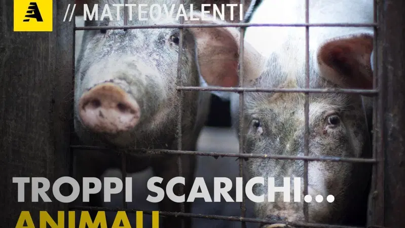 Auto ferme, il PM10 aumenta comunque: l'inquinamento &egrave; colpa dei... maiali? [Video]