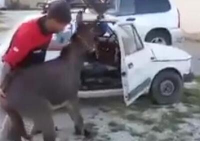 Come (nemmeno sognarsi di) trasportare malamente animali in auto: l’asino della Fiat 126 [Video]