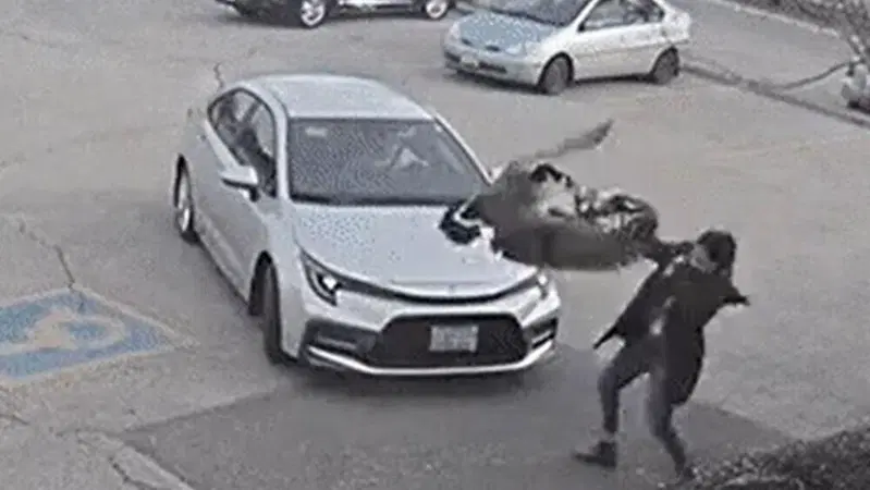 Passaggi alle mogli con brutta sorpresa: in auto con lei sale anche "l&rsquo;uccello che le sta addosso" [video]