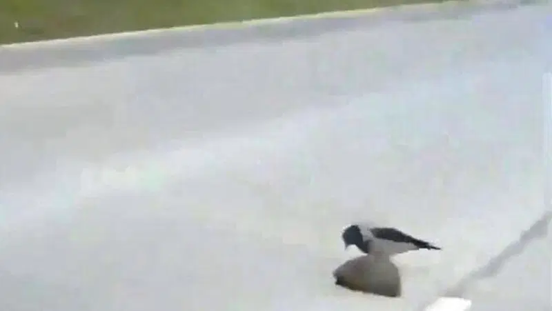 Frena per lasciar attraversare la strada e resta incredulo: grande uccello spinge sul dorso dell&rsquo;amico pungendosi per salvargli la vita [video]