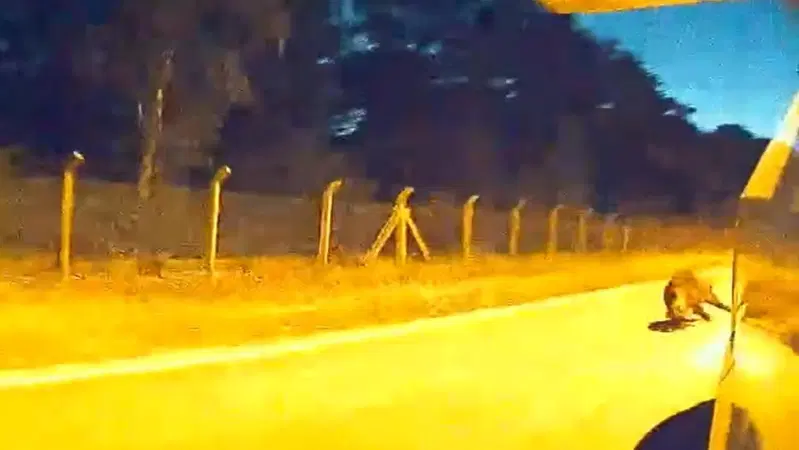 Autopilot Tesla schiva animale ad alta velocit&agrave;: incredibile [VIDEO]