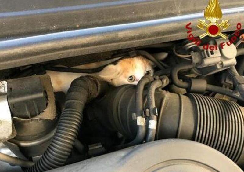 Gattino nel motore dell&#039;Audi, ci pensano i Vigili del Fuoco di...Vicenza! [FOTOGALLERY]