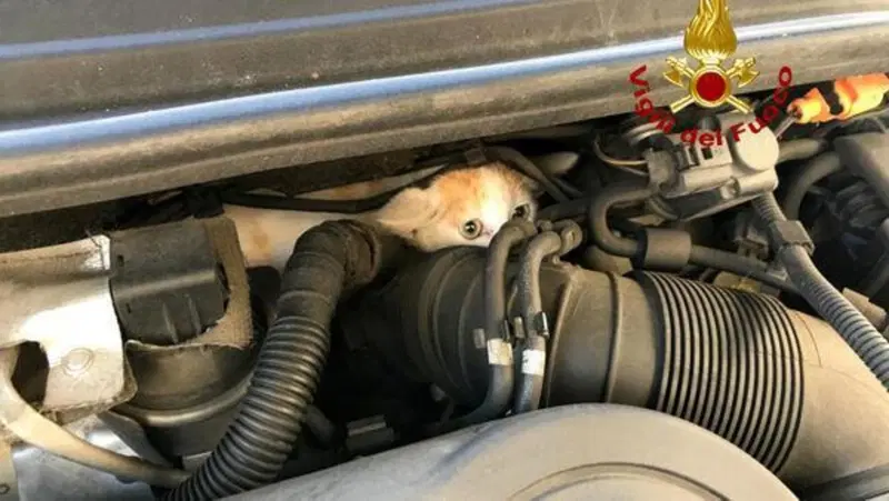 Gattino nel motore dell'Audi, ci pensano i Vigili del Fuoco di...Vicenza! [FOTOGALLERY]