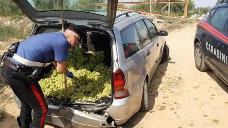 Rubano troppa uva, ma l'auto non regge il peso e cede costringendoli ad abbandonarla 