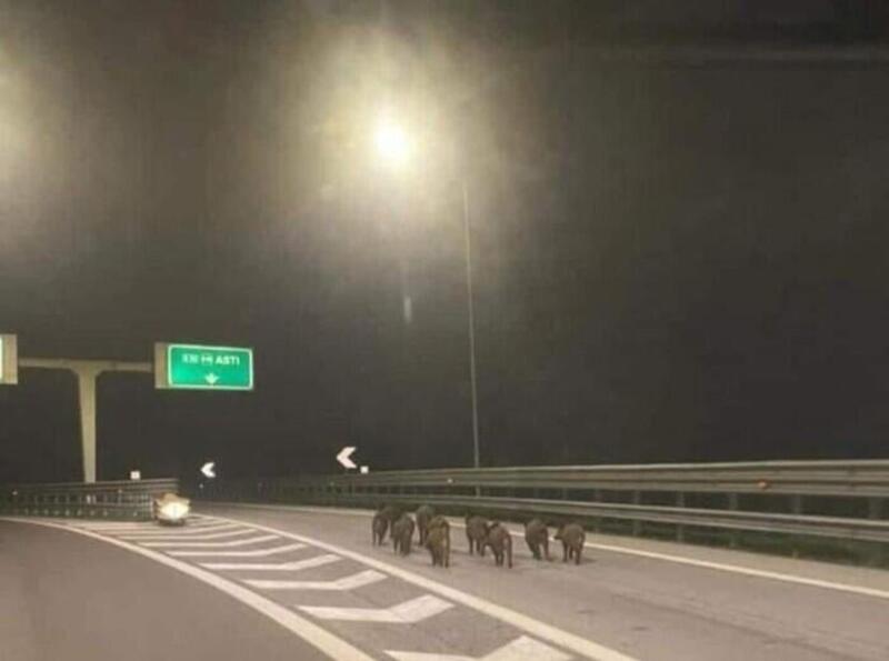 Famiglia di cinghiali in autostrada di notte [foto]  