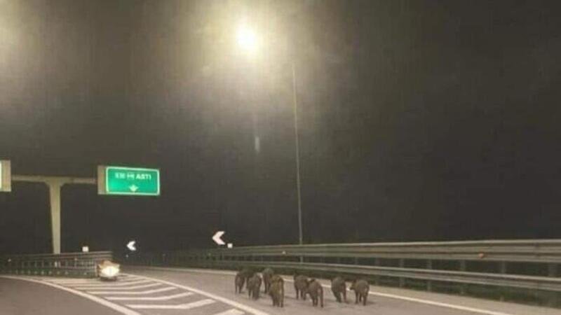 Famiglia di cinghiali in autostrada di notte [foto]  