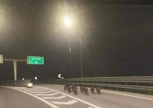 Famiglia di cinghiali in autostrada di notte [foto]  