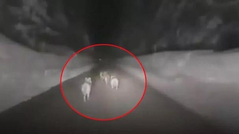 Inseguimento da cinema nella neve dietro a branco di lupi, Il video di Ghedina: &ldquo;non fatelo&rdquo;