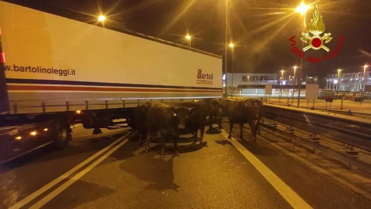 Il camion carico di buoi si incendia, l’autista rischia la vita per salvare gli animali (2)