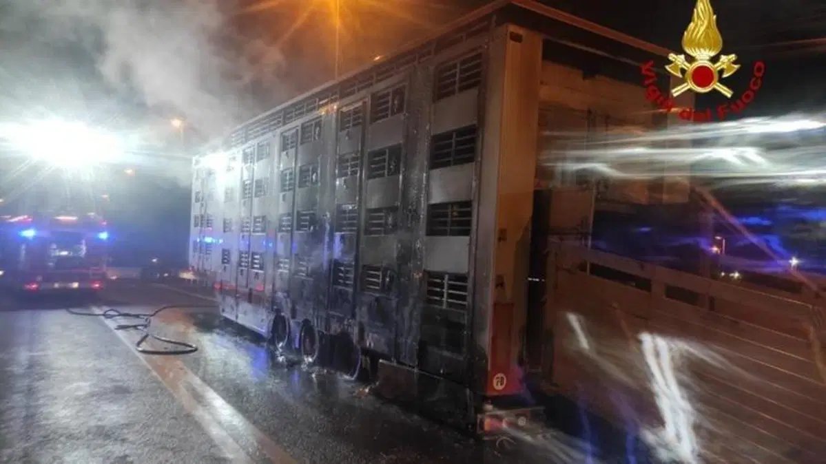 Il camion carico di buoi si incendia, l’autista rischia la vita per salvare gli animali (3)