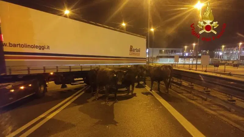 Il camion carico di buoi si incendia, l&rsquo;autista rischia la vita per salvare gli animali