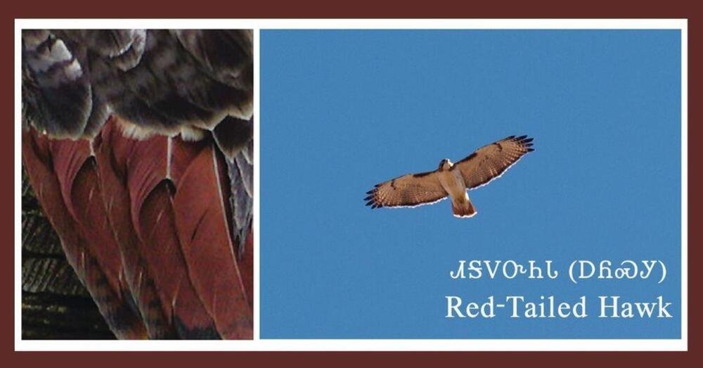 Un simbolo della cultura Cherokee: il rapace a coda rossa