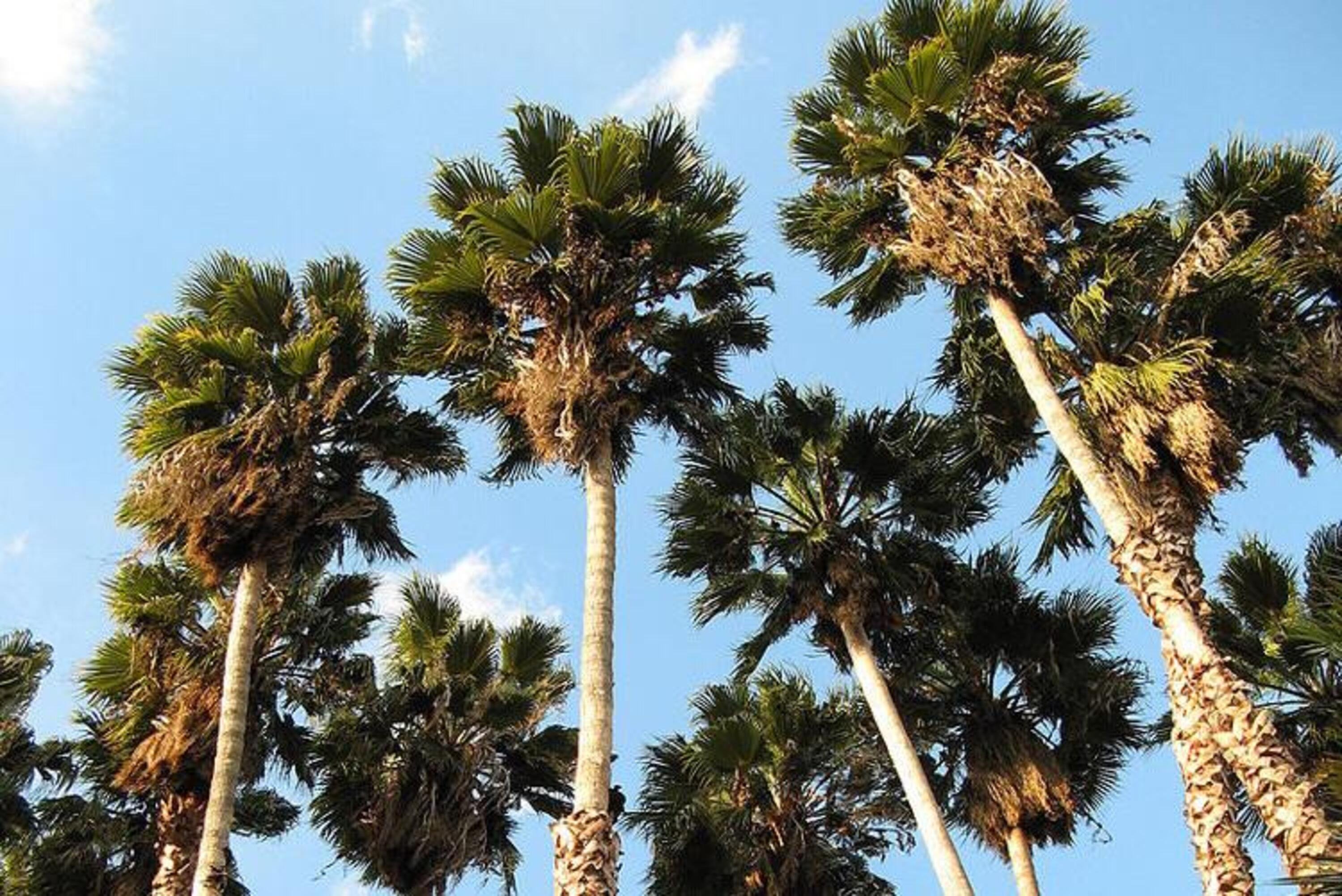 Occhio alla palma: certe piante alimentano il particolato e vanno scelte a basse emissioni [PM2.5 California]
