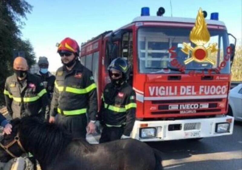 Stranezze di strada, Lecce: pony al galoppo tra le auto sulla statale